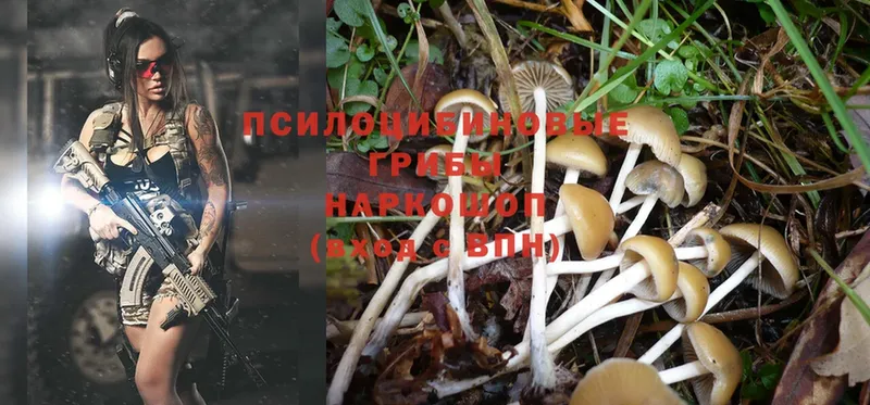 Псилоцибиновые грибы Psilocybe  Павлово 